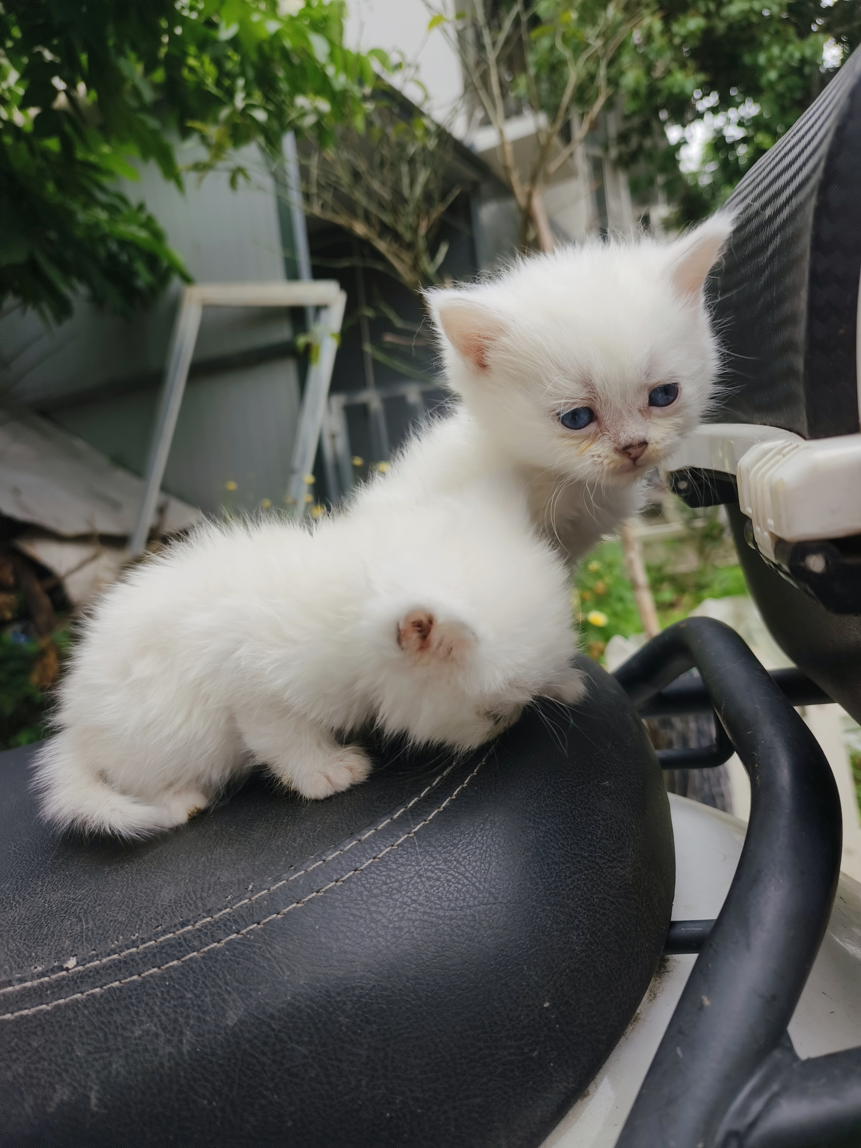 自家猫，便宜卖。会吃猫粮，会用猫砂，粘人。包健康